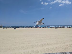 seagull flying in blue sky over white beach and crowd of beach umbrellas against the ocean horizon line
