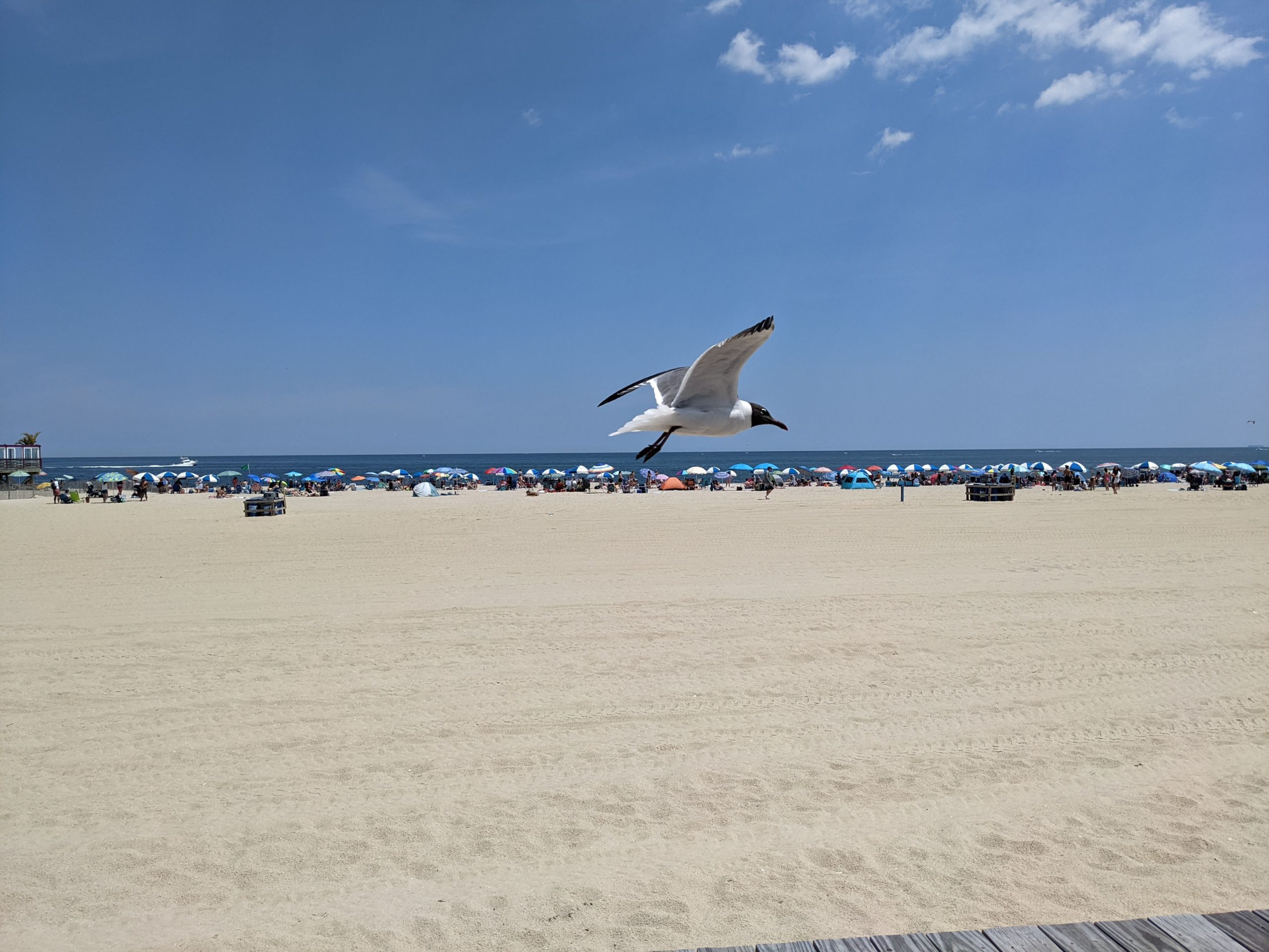 seagull flying in blue sky over white beach and crowd of beach umbrellas against the ocean horizon line