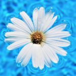 white daisy floats on blue swimming pool water