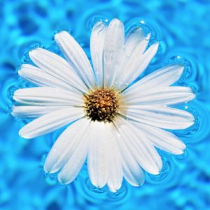 A white daisy flower floats on blue swimming pool water